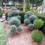 Juniperus squamata 叶