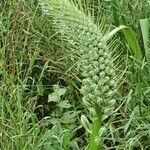 Albuca virens Otro