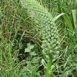 Albuca virens Anders