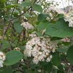 Viburnum lantana 花