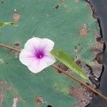 Ipomoea aquatica Kwiat