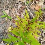 Solidago altissima 葉