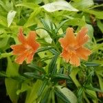 Diplacus aurantiacus 花