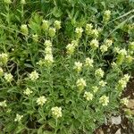 Sideritis hyssopifolia Hábito