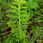 Achillea nobilis Лист