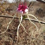 Strophanthus sarmentosus Blomst