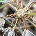 Leontodon tuberosus Fruto