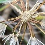 Leontodon tuberosus Fruit