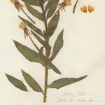 Oenothera villosa Цвят