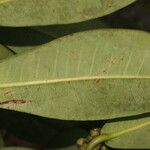 Ficus americana Leaf