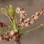 Sclerocarya birrea Цвят