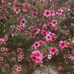 Leptospermum scopariumKvět