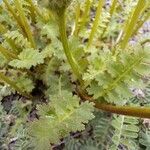 Pedicularis pyrenaica Leaf