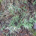 Galatella sedifolia موطن
