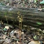 Corallorhiza odontorhiza Fiore