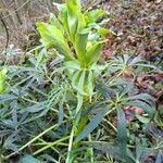 Helleborus foetidus Blad