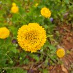 Anacyclus valentinus Maua