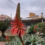 Aloe arborescensFloro