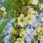 Sisyrinchium striatum Flower