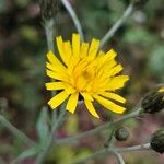 Hieracium sabaudum Žiedas