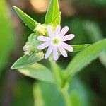 Silene apetala Blomst