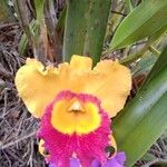 Cattleya wittigiana 花