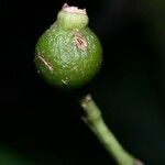 Rudgea cornifolia Fruit