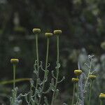 Santolina villosa Flor