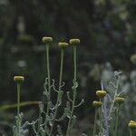 Santolina villosa Flower