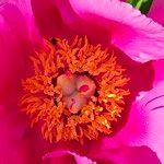 Paeonia officinalisЦвят