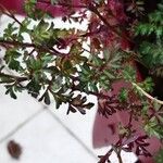Bidens triplinervia Hostoa