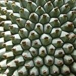 Pandanus clandestinus Fruto