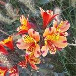 Alstroemeria ligtu花