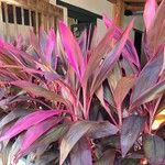 Cordyline fruticosa ഇല