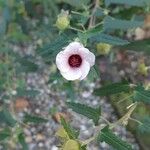 Pavonia hastata Flower