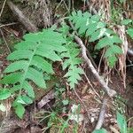 Cirsium erisithales Leaf