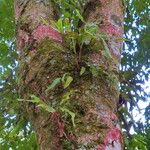 Aspidosperma parvifolium Кора