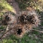 Arctium lappa Fruchs