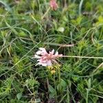 Trifolium pallescens 花