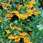 Pyracantha coccineaFrukt