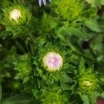 Stokesia laevis 其他