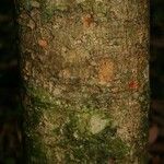 Pradosia ptychandra Bark