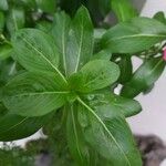 Catharanthus roseus Liść