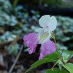 Impatiens balfouriiFlower