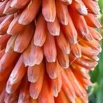 Kniphofia × praecox Flower