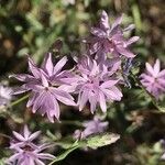 Lessingia leptoclada Flower