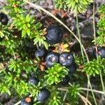 Empetrum nigrum Fruto