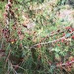 Juniperus oxycedrus 果實