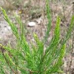 Asparagus officinalis Plante entière