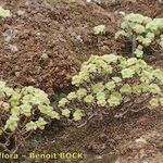 Aeonium goochiae Habit